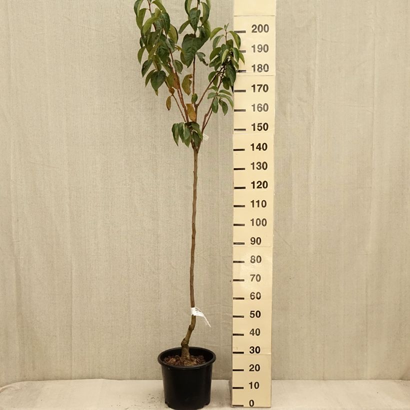 Plaqueminier, Kaki - Diospyros kaki Ragno Pot de 12L/15L demi-tige sample as delivered in autumn