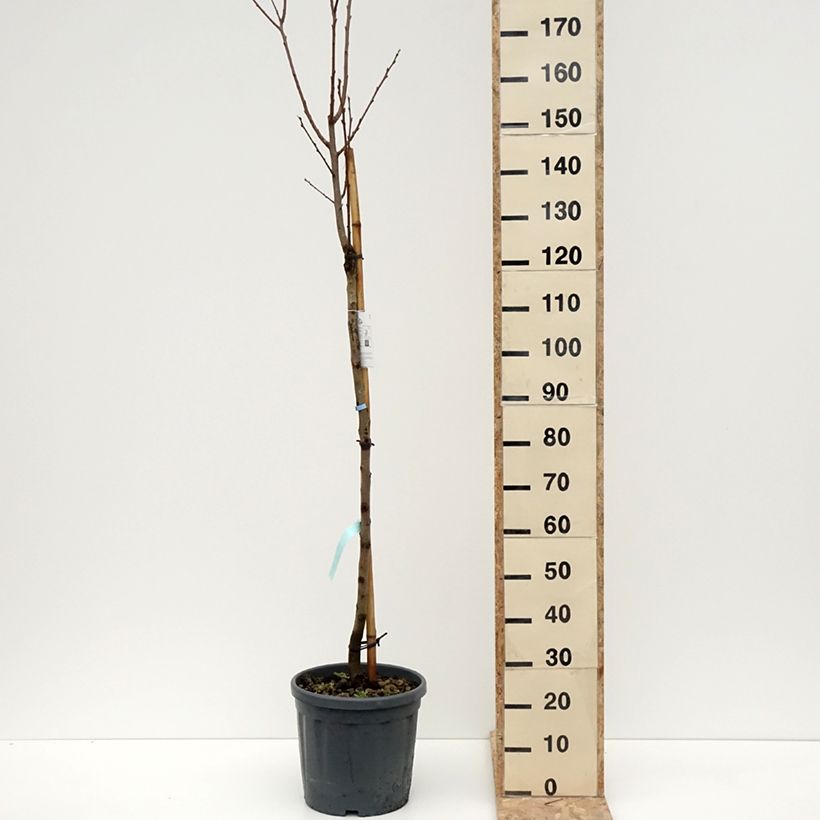 Diospyros kaki Sharon - Persimmon 7.5L/10L pot, Half standard sample as delivered in winter