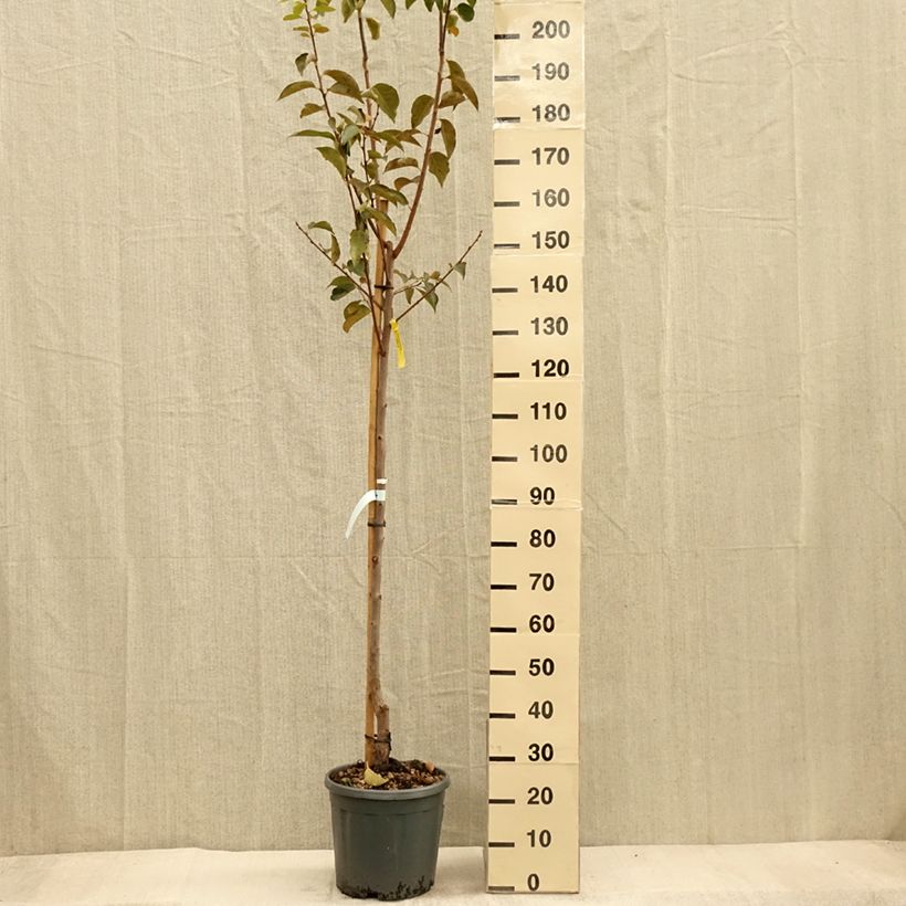 Plaqueminier, Kaki - Diospyros kaki Vanillia Demi-tige en pot de 12l/15l sample as delivered in autumn