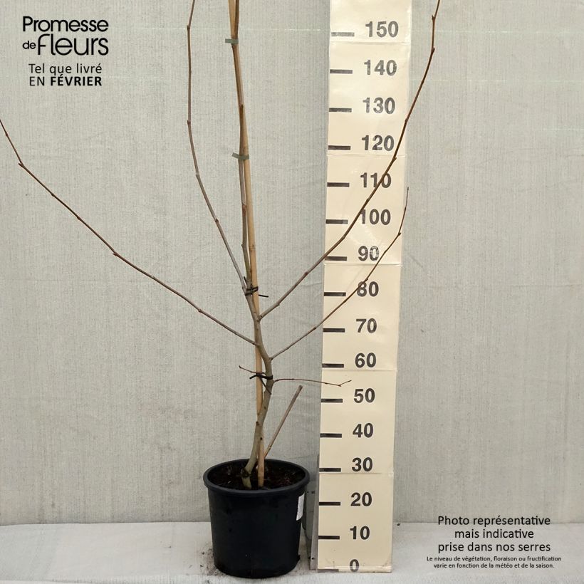 Platanus x hispanica sample as delivered in winter