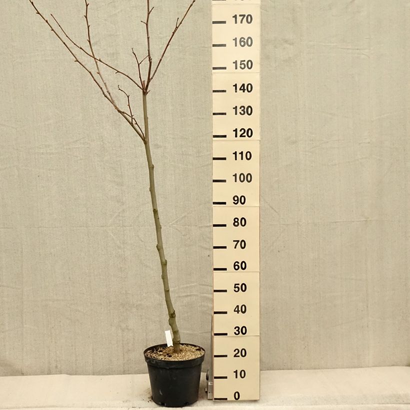 Platanus x hispanica 7.5L/10L potShipped height around 100/125cm sample as delivered in spring