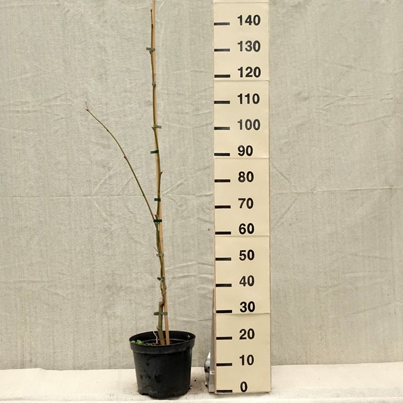 Platanus x hispanica Suttneri - Platane panaché - Pot de 4L/5L sample as delivered in spring