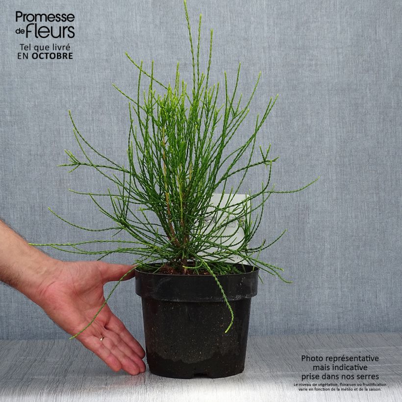 Platycladus orientalis Franky Boy en pot de 2/3L sample as delivered in autumn