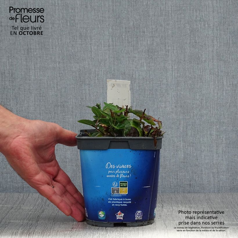 Platycodon grandiflorus Astra Blue Pot de 2L/3L sample as delivered in autumn