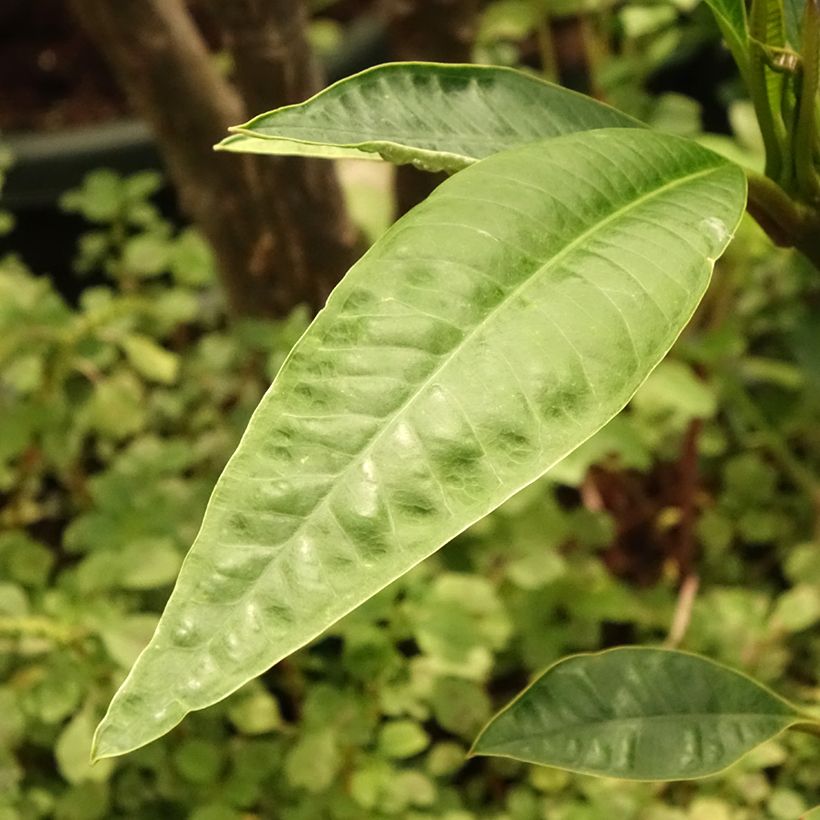 Plumeria rubra - Frangipani (Foliage)