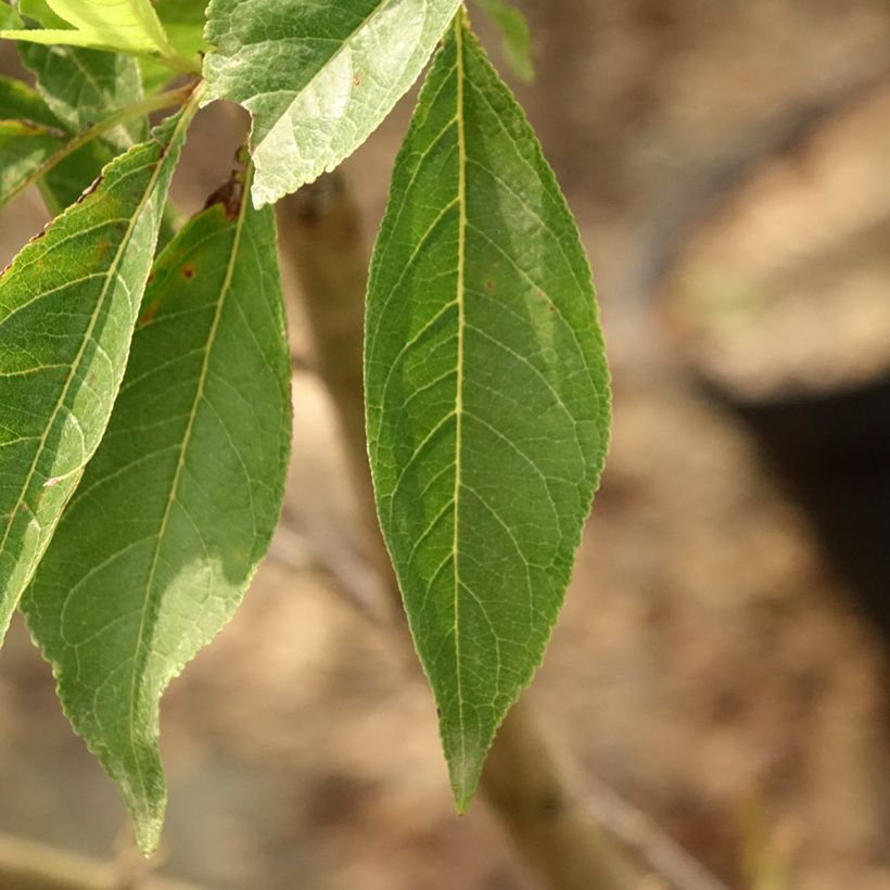 Pluot Purple Candy - Plumcot (Foliage)