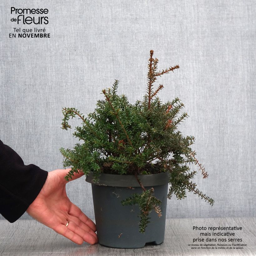 Podocarpus lawrencii Red Tip Pot de 2L/3L sample as delivered in autumn