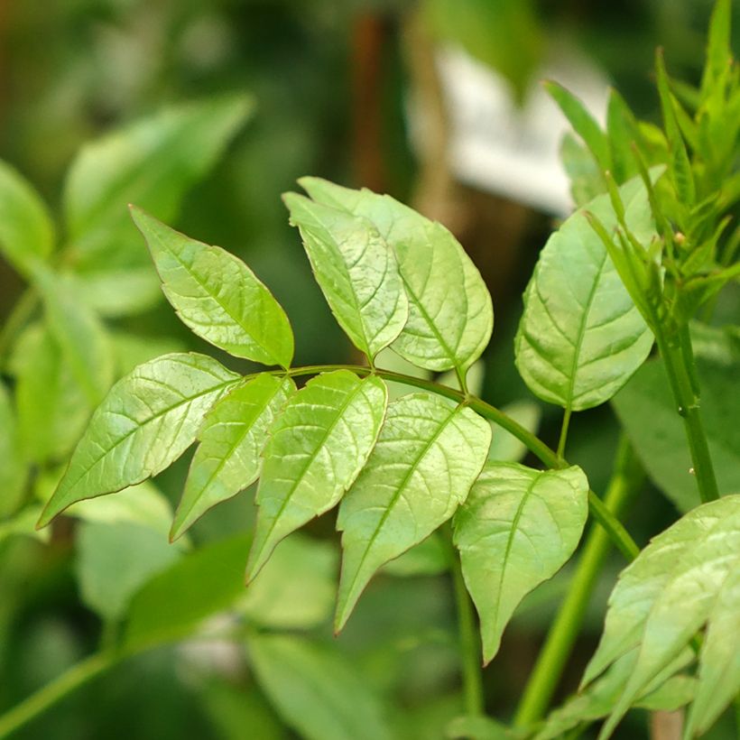 Podranea ricasoliana (Foliage)