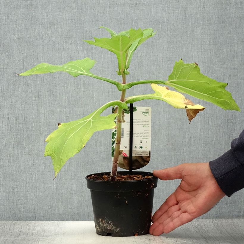 Poire de terre ou Yacón - Smallanthus sonchifolius Pot de 1,5L/2L sample as delivered in summer