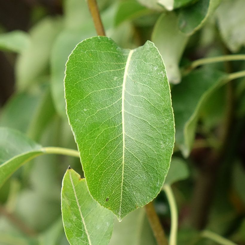 Pyrus communis Angelys - Pear Tree (Foliage)