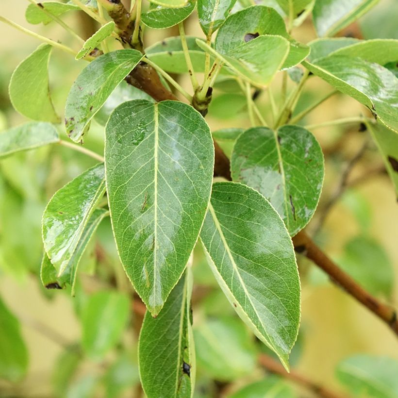 Pyrus communis Charneux - Pear Tree (Foliage)