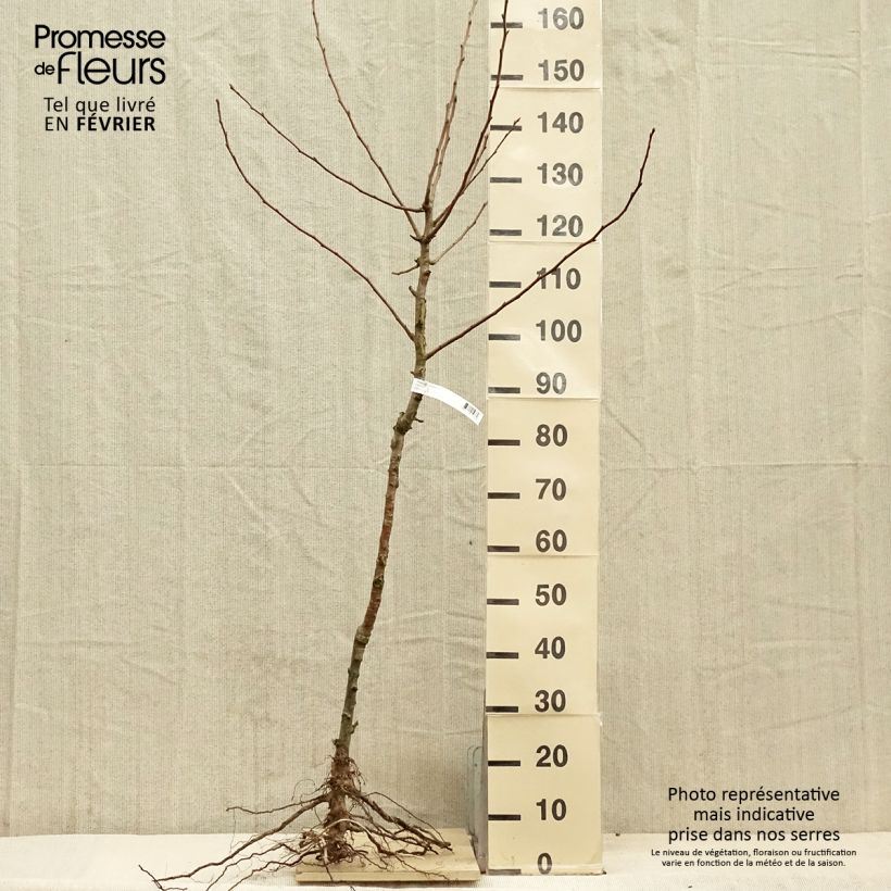 Pyrus communis Charneux - Pear Tree Bare root, GobletShipped height around 140/160cm sample as delivered in winter