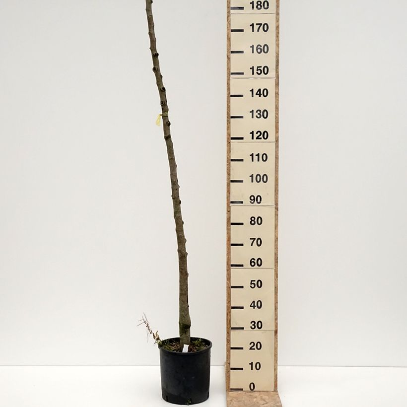 Pyrus communis Charneux - Pear Tree 7.5L/10L pot, StandardShipped height around 175/+cm sample as delivered in winter