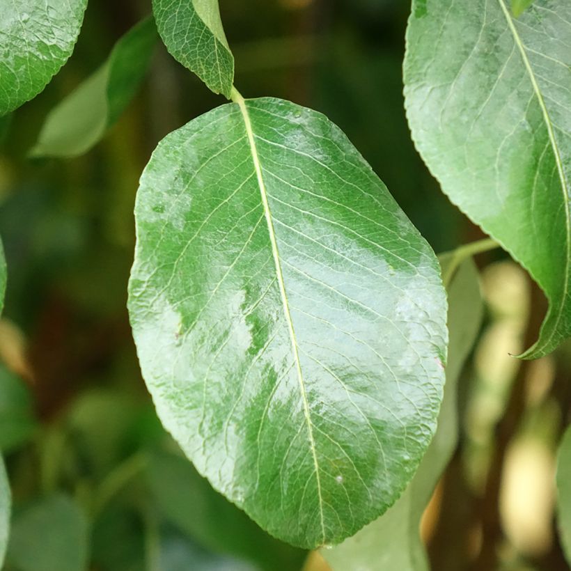 Pyrus communis Clapp’s Favorite - Pear Tree (Foliage)