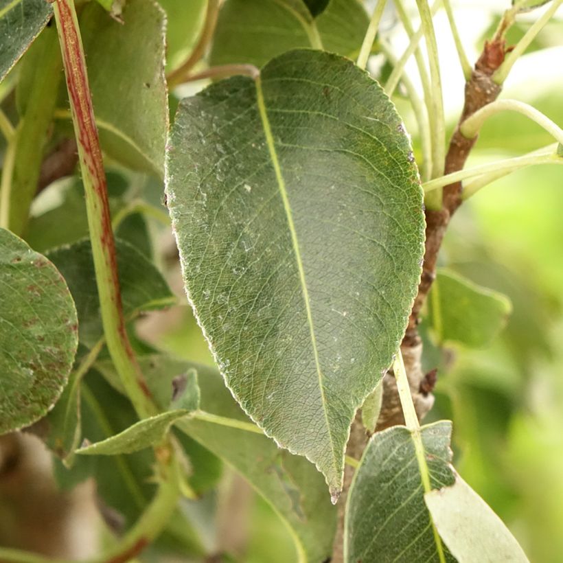 Pyrus communis Obelus - Pear Tree (Foliage)