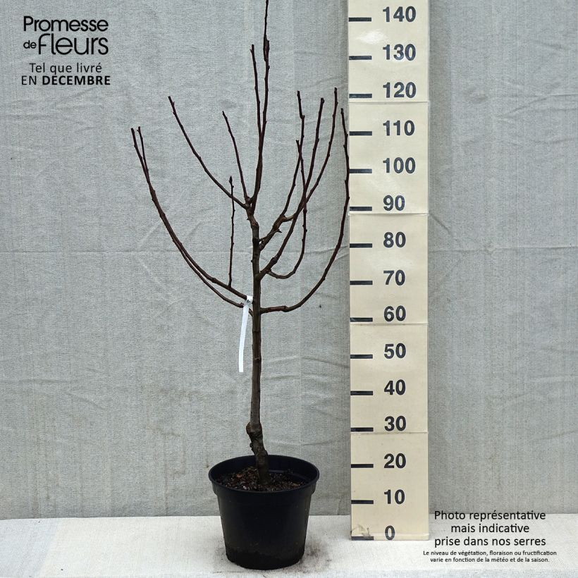 Poirier Comtesse de Paris en pot de 10L sample as delivered in winter