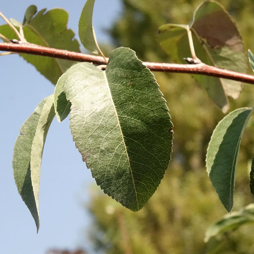 Pyrus communis Durondeau - Pear Tree (Foliage)