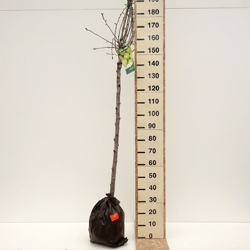 Pyrus communis Fertilia Delbard - Pear Tree Ready-to-plant root ball, Half standardShipped height around 200/220cm sample as delivered in winter