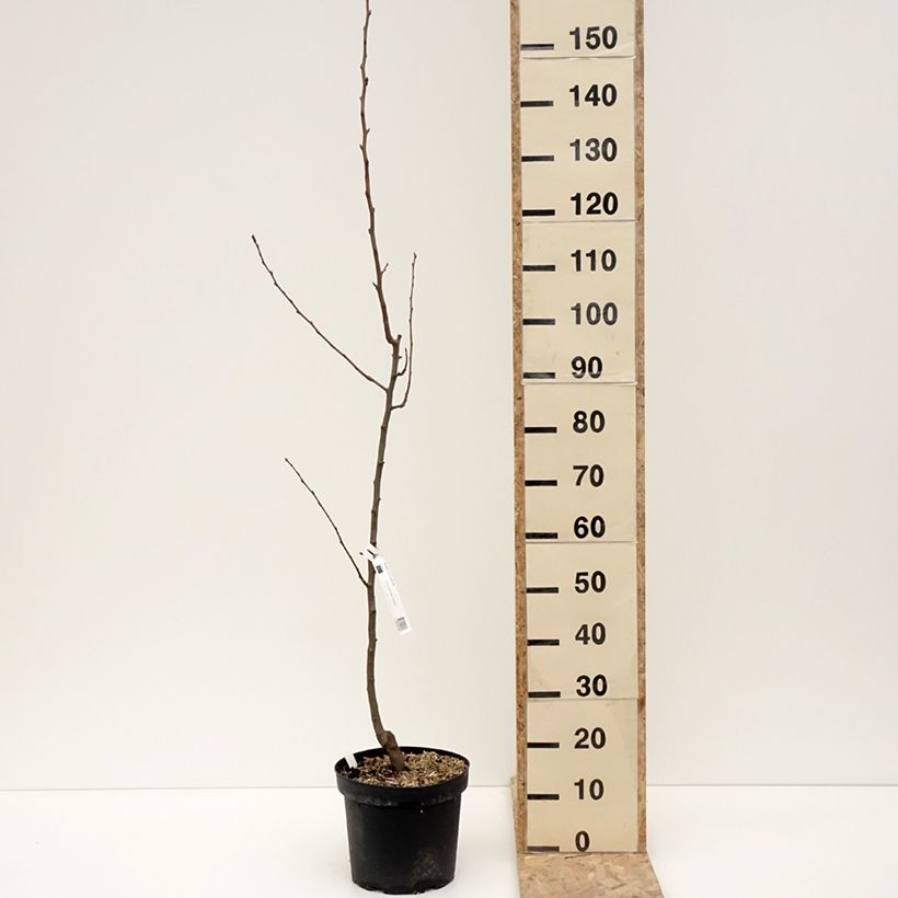 Pyrus communis General Leclerc - Pear Tree 7.5L/10L pot, ScionShipped height around 80/100cm sample as delivered in winter