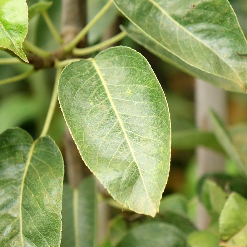 Pyrus communis Jules Guyot - Pear Tree (Foliage)