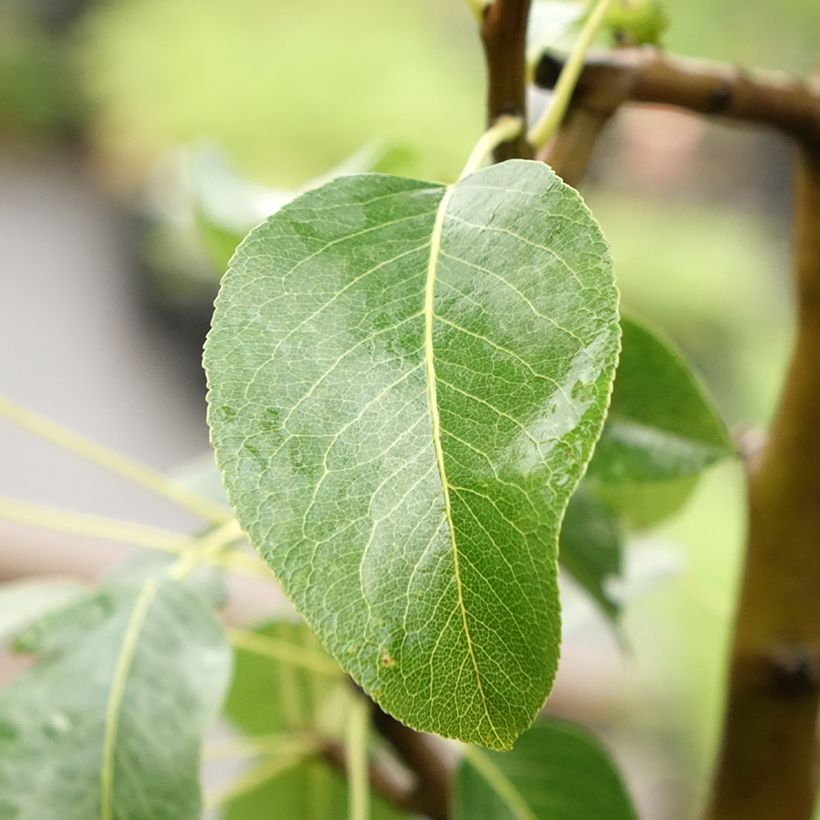 Pyrus communis Moscou - Pear Tree (Foliage)