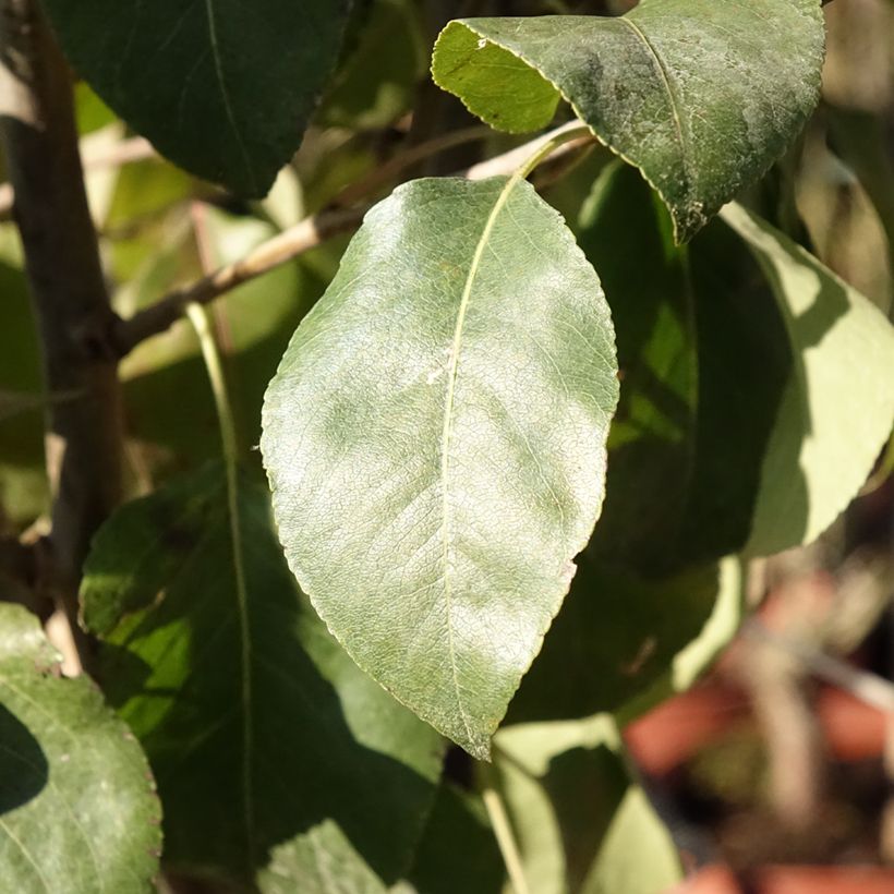 Pyrus communis General Leclerc - Pear Tree (Foliage)