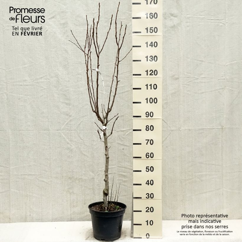 Poirier - Pyrus communis General Leclerc Gobelet en pot de 7,5l/10l sample as delivered in winter