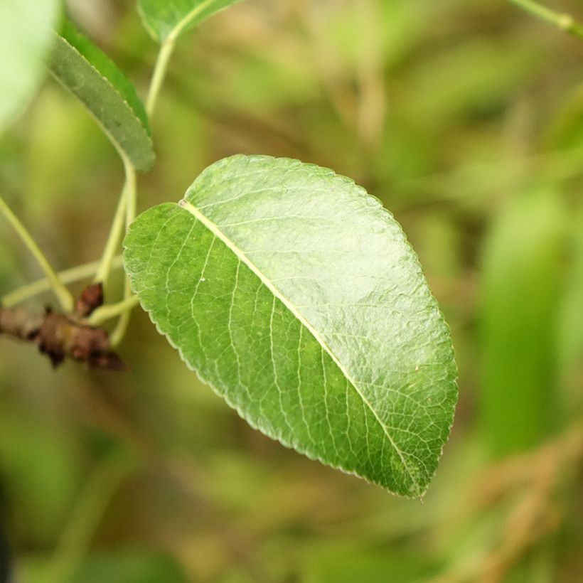 Pyrus communis General Leclerc - Pear Tree (Foliage)