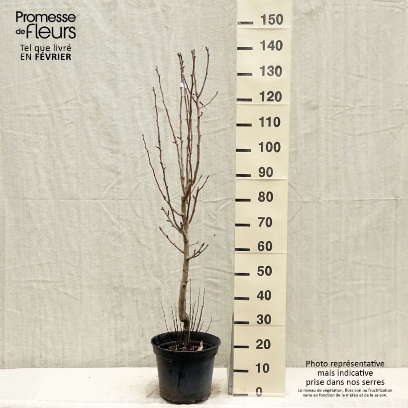 Poirier - Pyrus communis Jeanne Darc Gobelet en pot de 7,5l/10l sample as delivered in winter