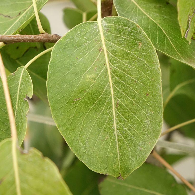 Pyrus communis Jeanne d’Arc - Pear Tree (Foliage)