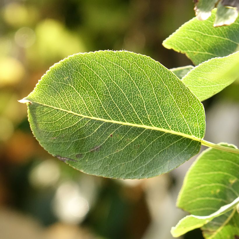 Pyrus communis Super Comice Delbard - Pear Tree (Foliage)