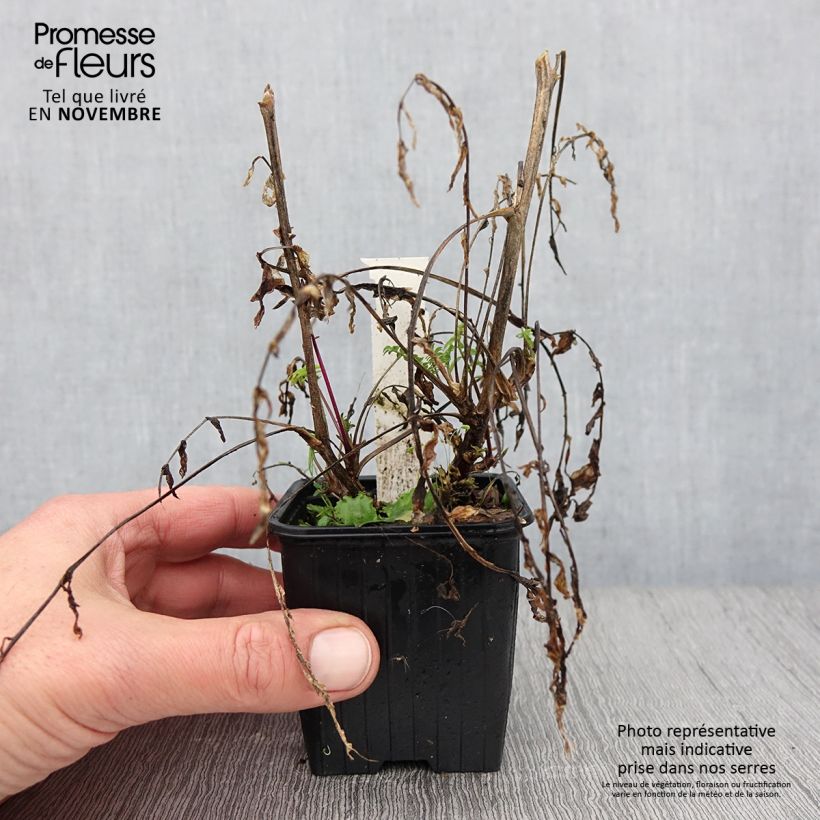 Polemonium carneum Apricot Delight Godet de 8/9 cm sample as delivered in autumn