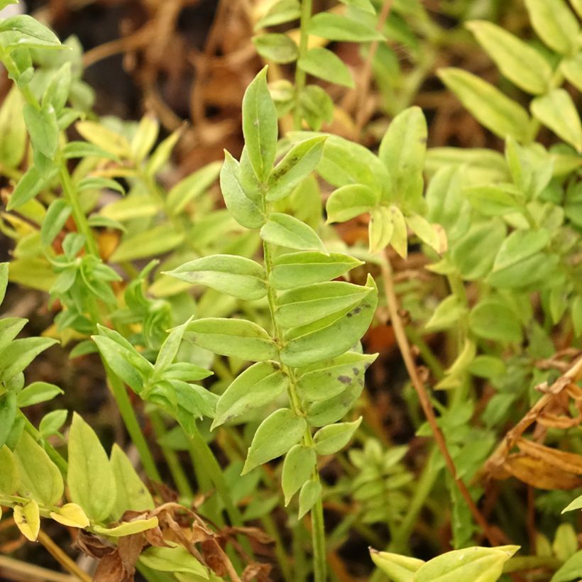 Polemonium yezoense Halfway to Paradise (Foliage)