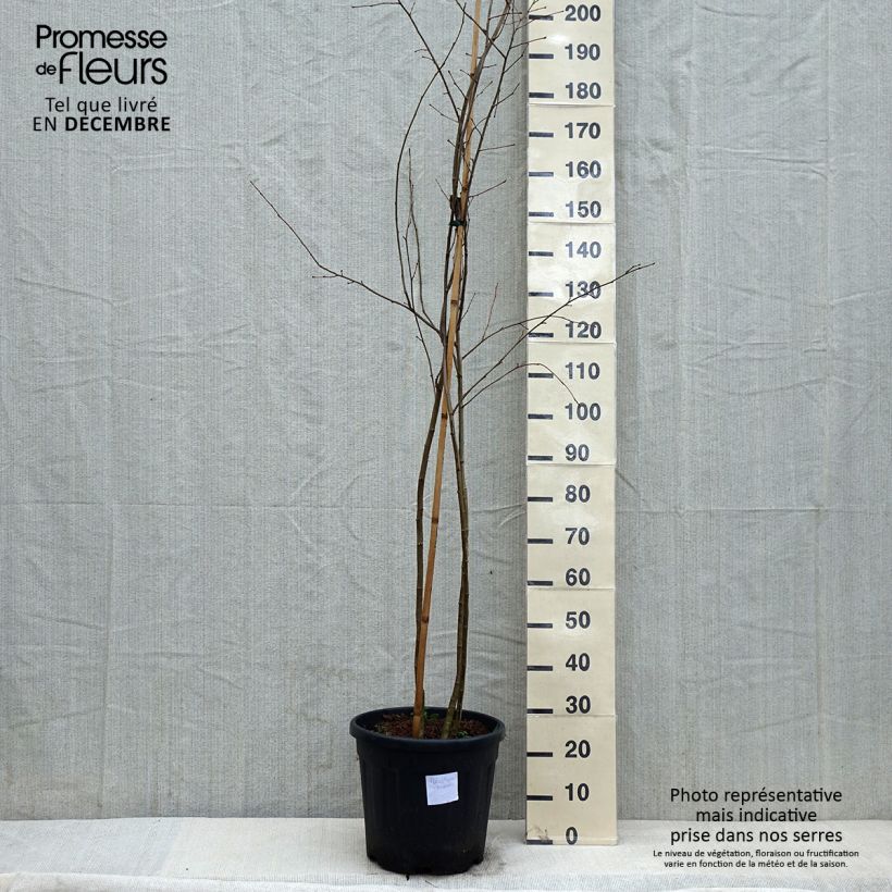 Poliothyrsis sinensis - Arbre aux fleurs de perles - Pot de 20L sample as delivered in winter