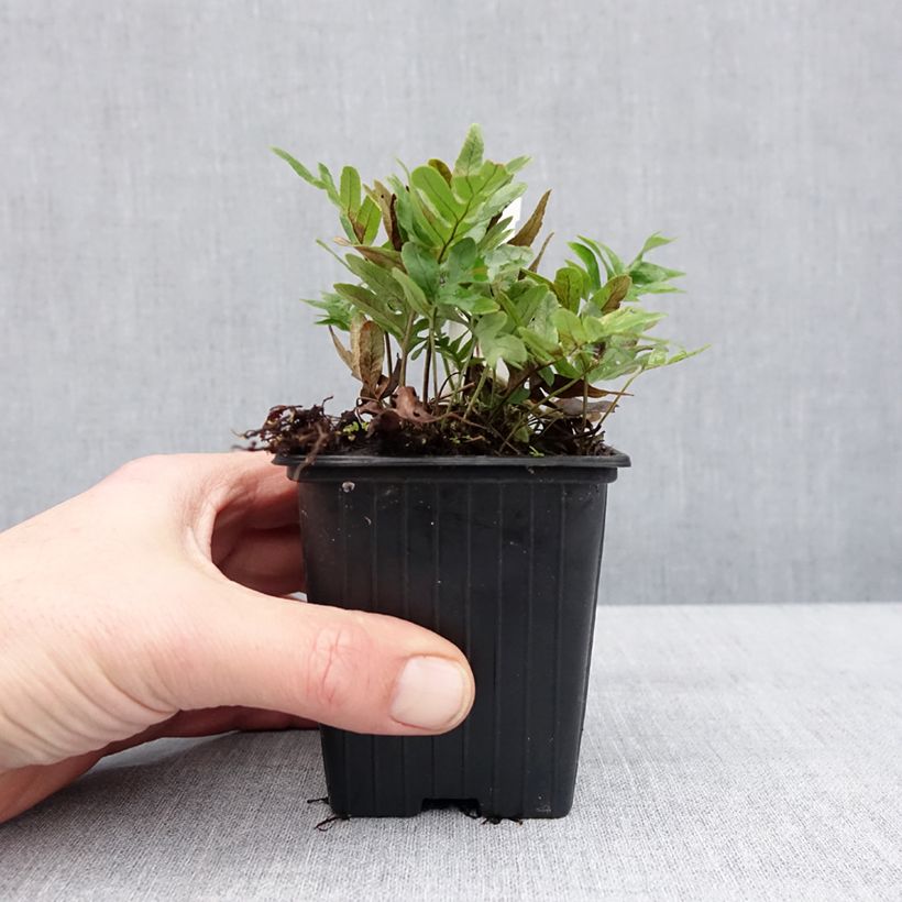 Polypodium cambricum Whitley Giant 8/9 cm pot sample as delivered in winter