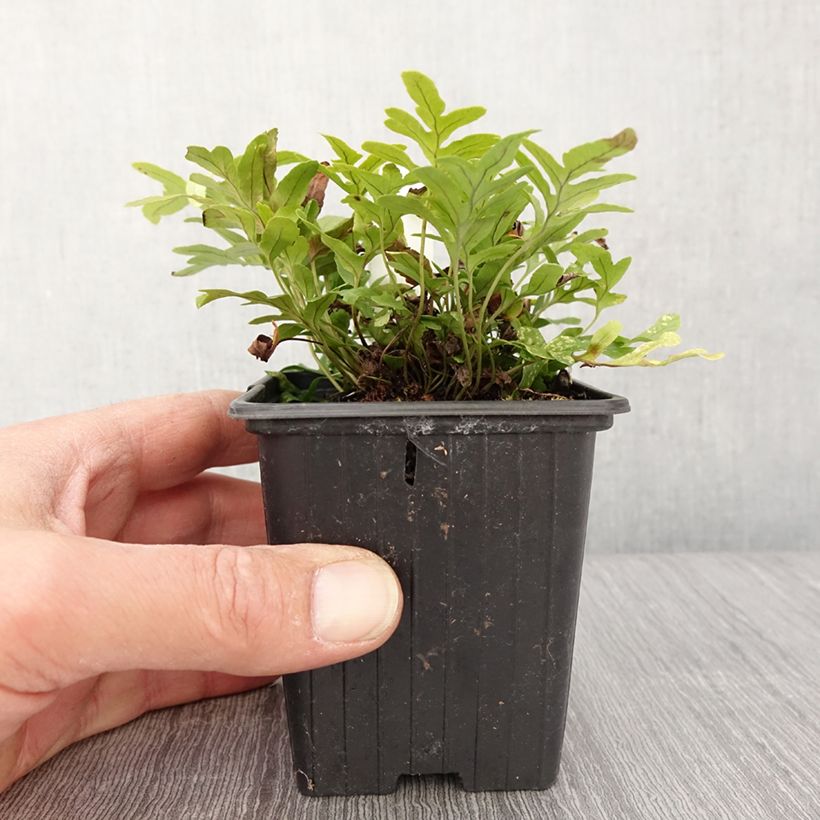 Polypodium cambricum Whitley Giant 8/9 cm pot sample as delivered in spring