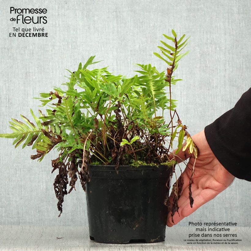 Polypodium cambricum Whitley Giant 2L/3L pot sample as delivered in winter