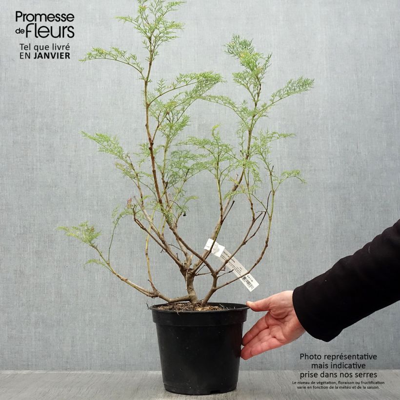 Polyscias sambucifolia - Sureau panax Pot de 4L/5L sample as delivered in winter