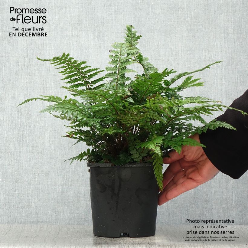 Polystichum makinoi - Fougère persistante Pot de 2L/3L sample as delivered in winter