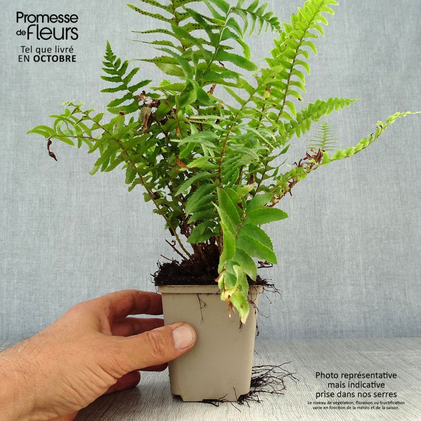 Polystichum munitum - Fougère Godet de 9cm sample as delivered in autumn