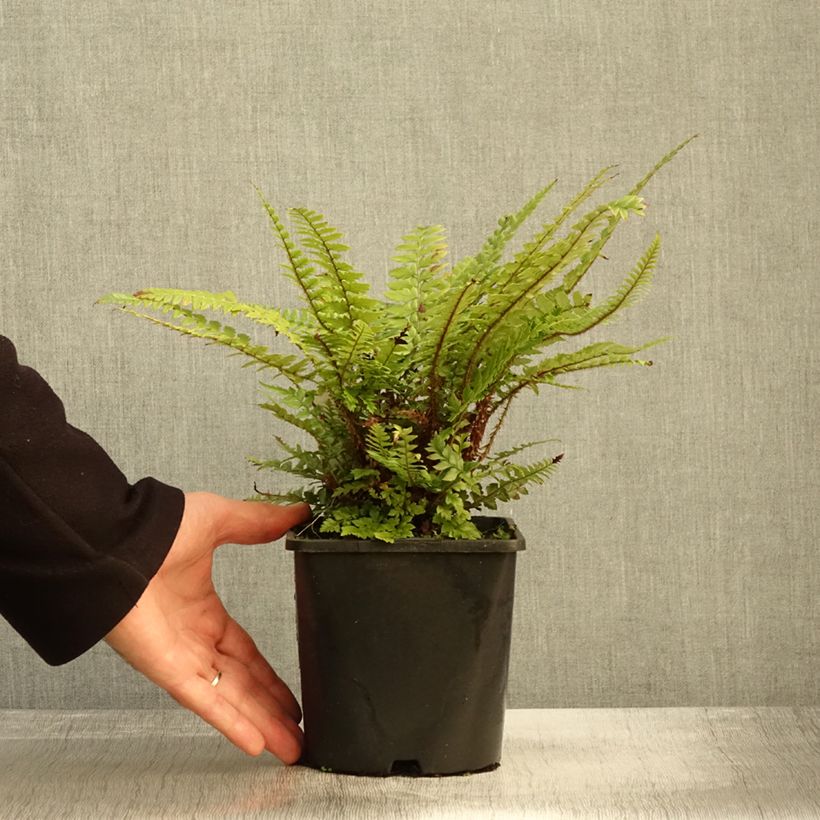 Polystichum neolobatum - Fougère sabre  Pot de 2L/3L sample as delivered in autumn