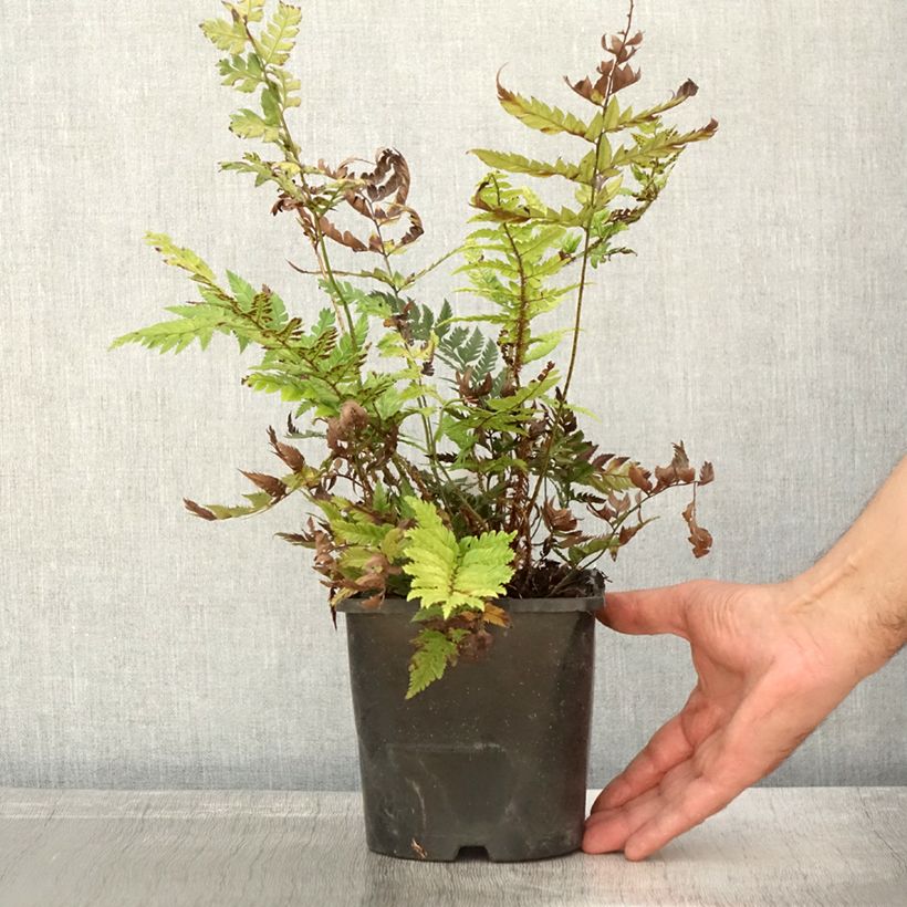 Polystichum rigens - Fougère Pot de 2L sample as delivered in autumn