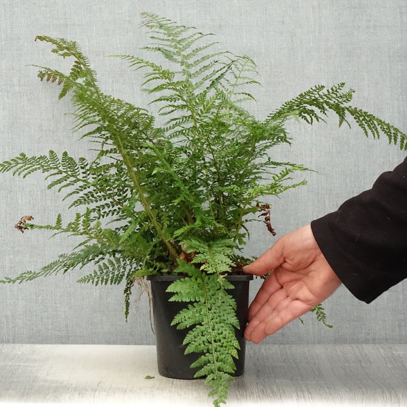 Polystichum setiferum Proliferum - Fougère - Pot de 2L/3L sample as delivered in spring