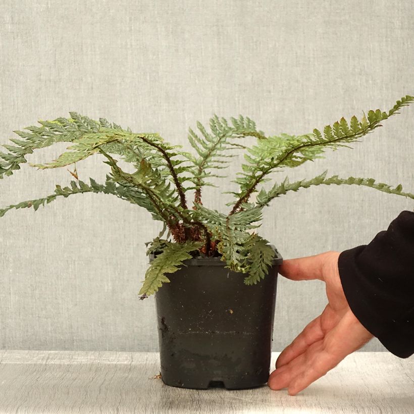 Polystichum Shiny Holy Fern - Fougère persistante pot de 2L sample as delivered in autumn