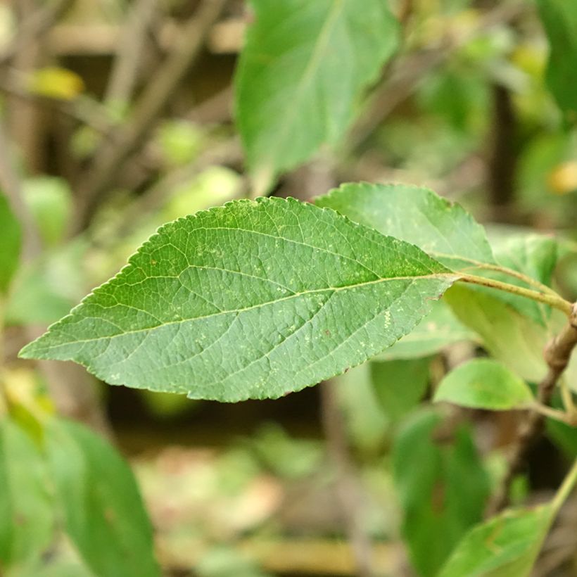 Apple Tree Antares - Malus domestica (Foliage)