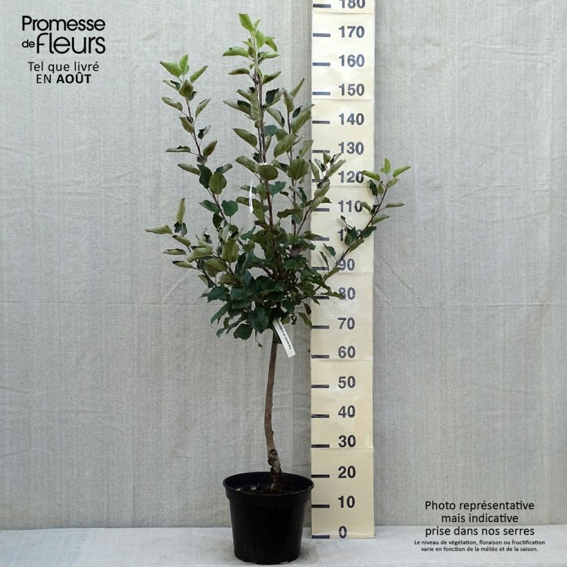 Apple Tree Calville Blanche - Malus domestica 7.5L/10L pot, GobletShipped height around 140/160cm sample as delivered in summer