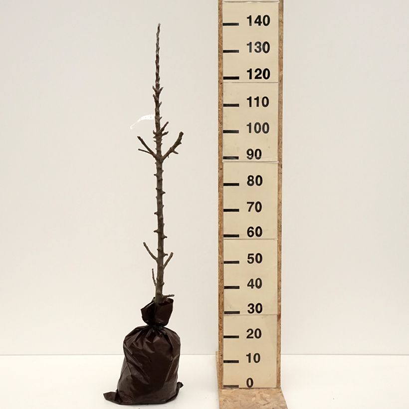 Columnar Apple Tree Azay-Le-Rideau - Malus domestica Ready-to-plant root ball, ColumnarShipped height around 90/100cm sample as delivered in winter