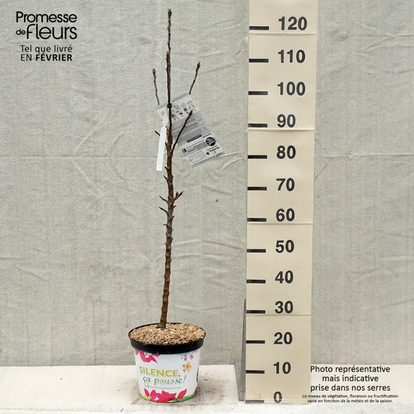 Pommier colonnaire Rhapsodie Pot de 7L sample as delivered in winter