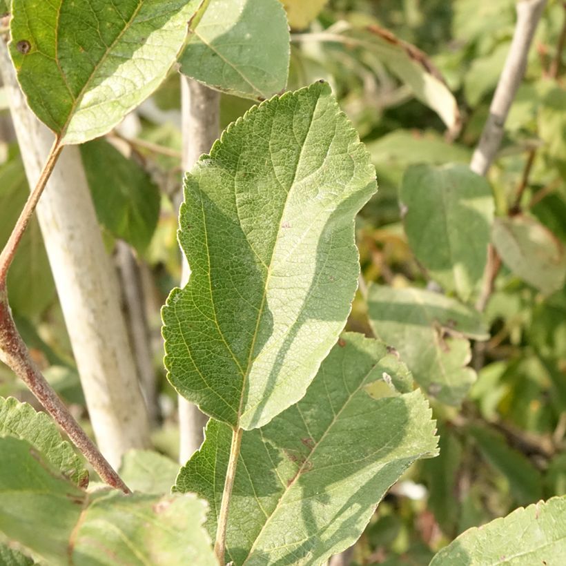 Apple Tree Cox's Orange Pippin - Malus domestica (Foliage)