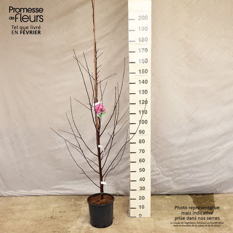 Pommier d'ornement - Malus Coccinella Courtarou Pot de 12L/15L sample as delivered in winter